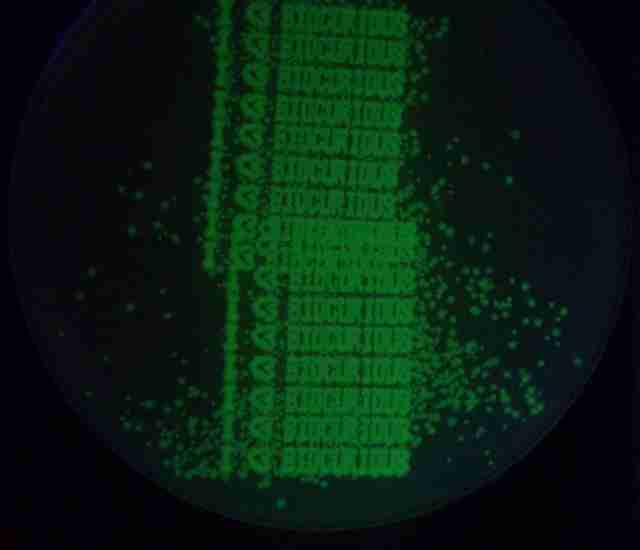 kak-sdelat-bioprinter2