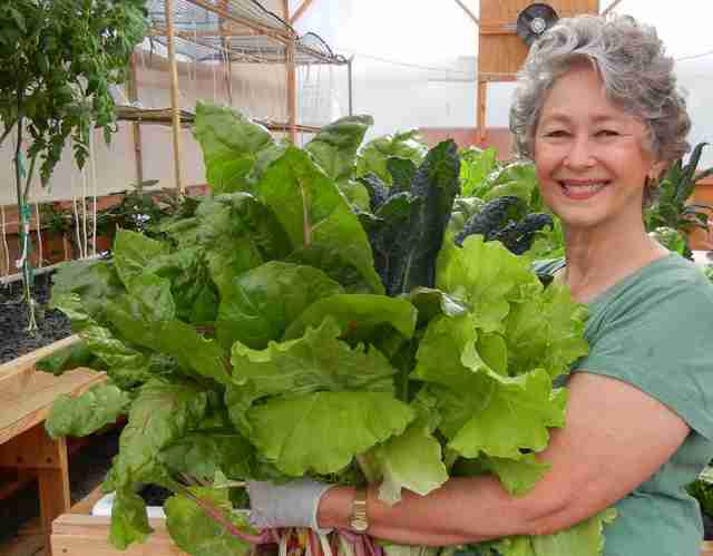 Выращивание растений по методу аквапоники в домашних условиях Phyllis-harvesting-greens