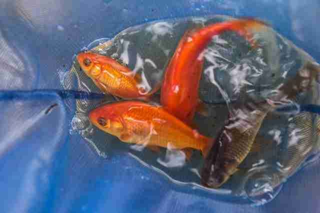 Выращивание растений по методу аквапоники в домашних условиях goldfish1-1024x683