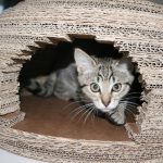 Иглу – картонный дом для вашего питомца своими руками