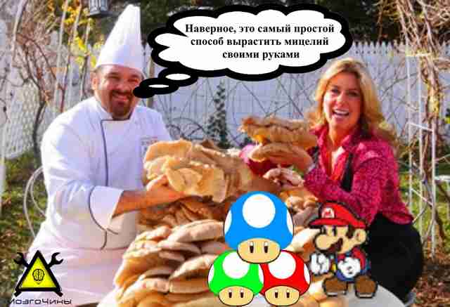 Наверное, самый простой способ вырастить мицелий своими руками