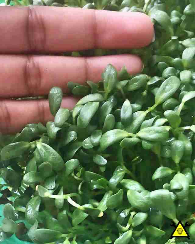 Домашний мини огород своими руками Домашний мини огород своими руками